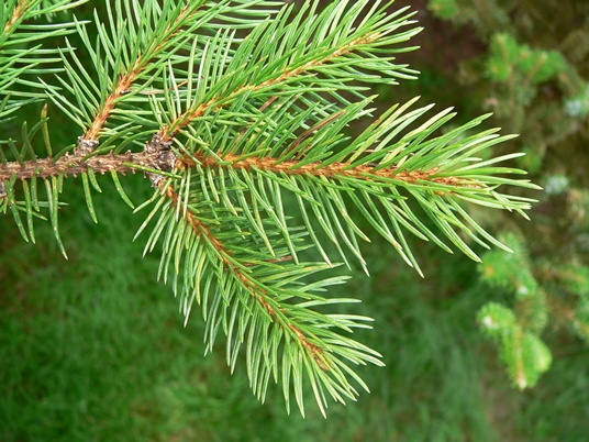 {Picea rubens}